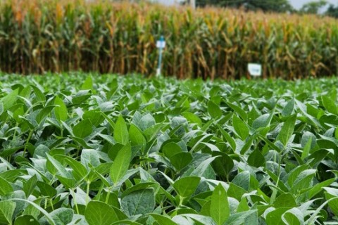 Tecnologia criada em Minas recebe reconhecimento internacional da FAO